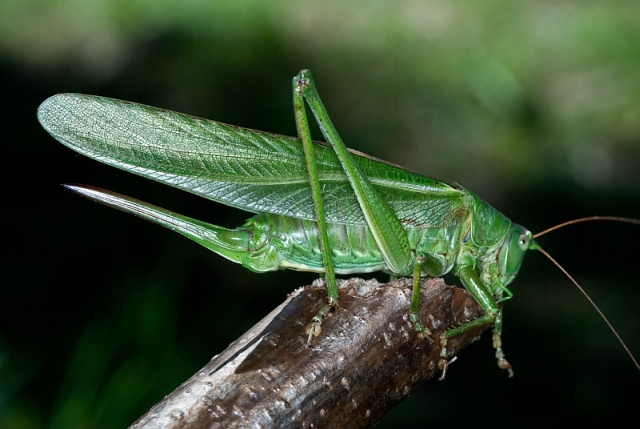 tettigonia viridissima